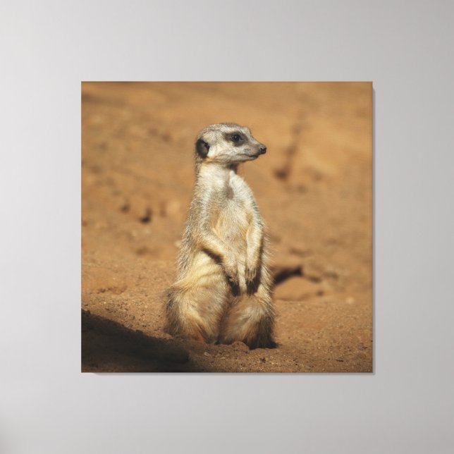 Lienzo Meerkat 027 (Anverso)
