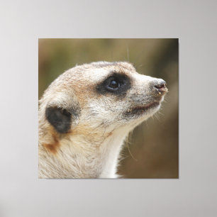 Lienzo Meerkat 028