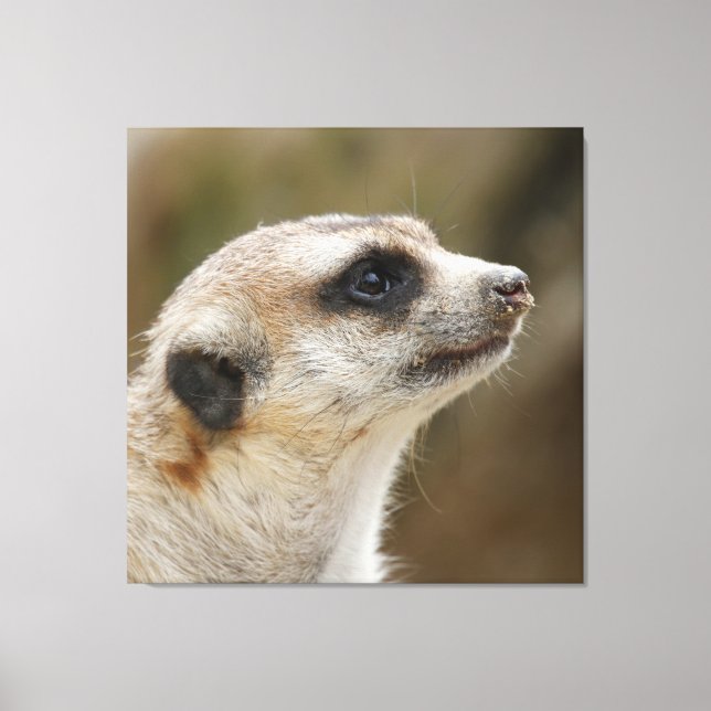 Lienzo Meerkat 028 (Anverso)