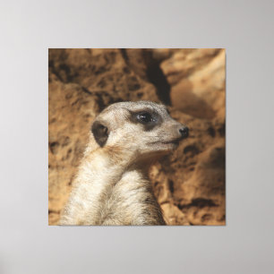Lienzo Meerkat 029