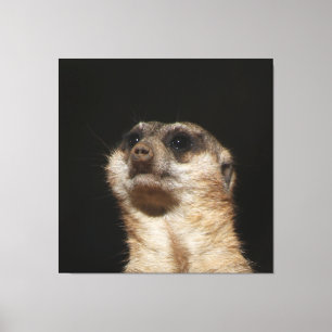 Lienzo Meerkat 032