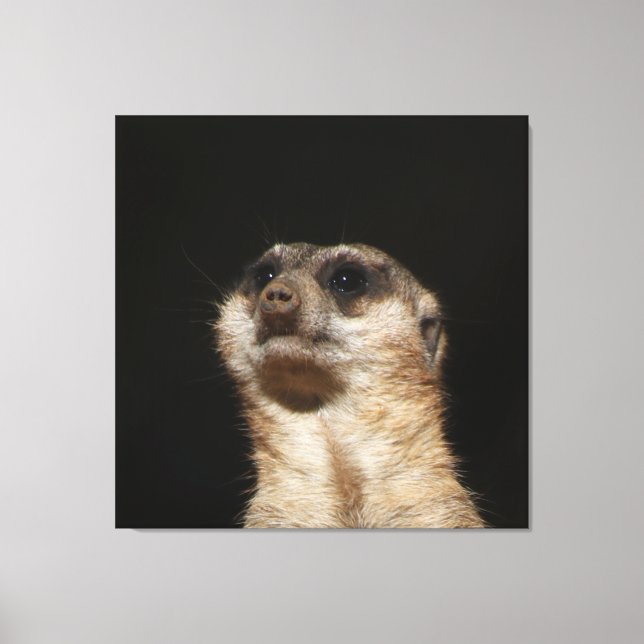 Lienzo Meerkat 032 (Anverso)