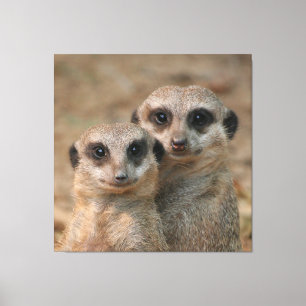 Lienzo Meerkat 033