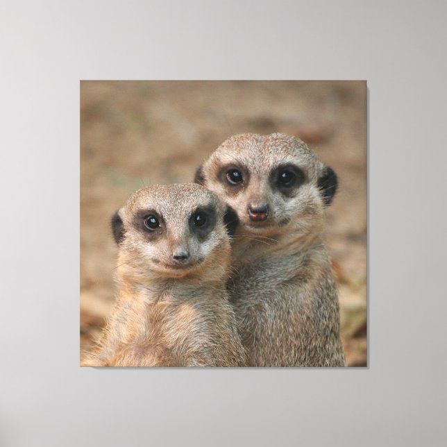 Lienzo Meerkat 033 (Anverso)