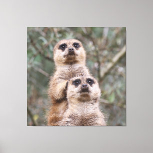 Lienzo Meerkat 035