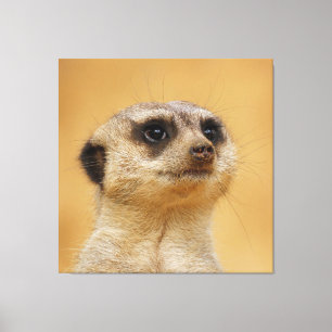 Lienzo Meerkat 037