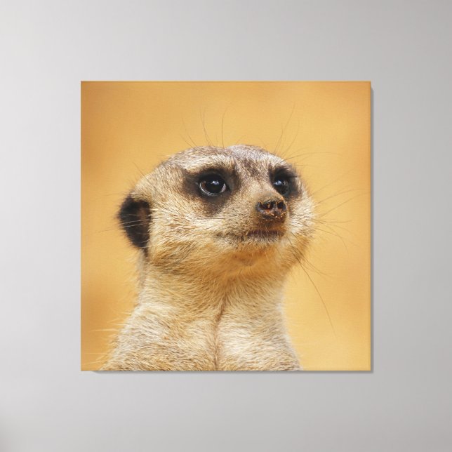 Lienzo Meerkat 037 (Anverso)