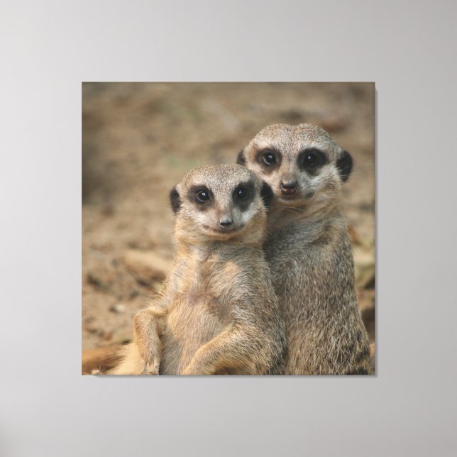 Lienzo Meerkat 067 (Anverso)