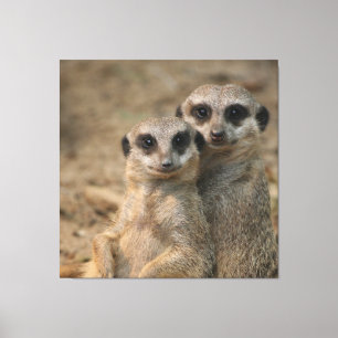 Lienzo Meerkat_20170901_by_JAMFoto