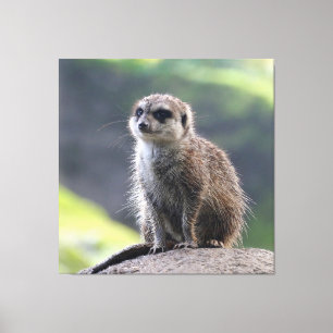 Lienzo Meerkat_20171101_by_JAMFoto