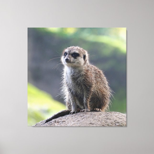 Lienzo Meerkat_20171101_by_JAMFoto (Anverso)