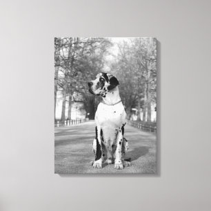 Lienzo Mehrteiliges Doggenbild
