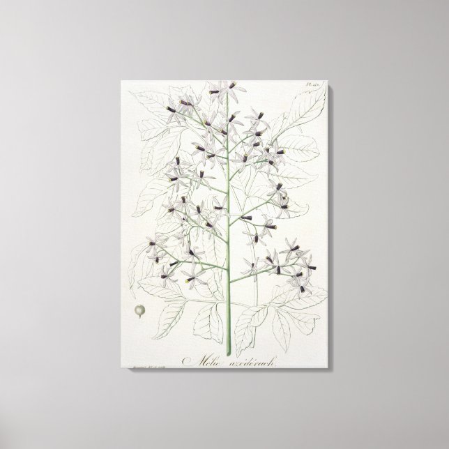 Lienzo Melia Azedarach de 'Phytographie Medicale' de Jo (Anverso)