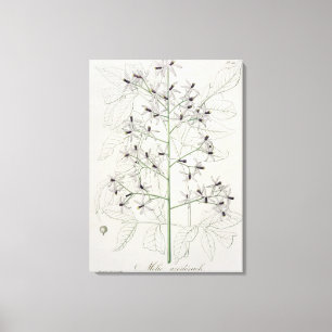 Lienzo Melia Azedarach de "Phytographie Medicale" por Jo
