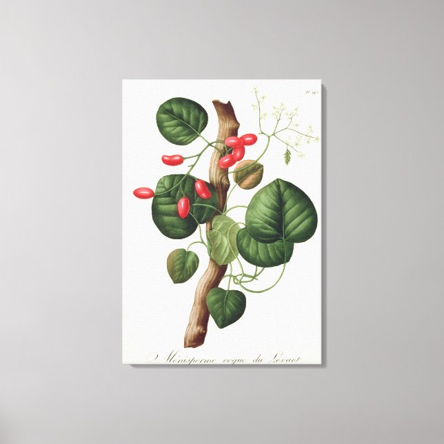 Lienzo Menispermum de 'Phytographie Medicale' de Joseph (Anverso)