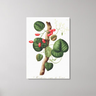 Lienzo Menispermum de "Phytographie Medicale" por José