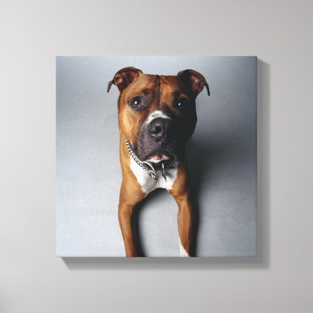 Lienzo Mentira de Pit Bull Terriing (Anverso)