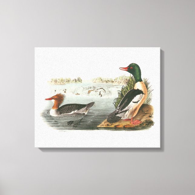 Lienzo Mergador Común por Audubon (Anverso)