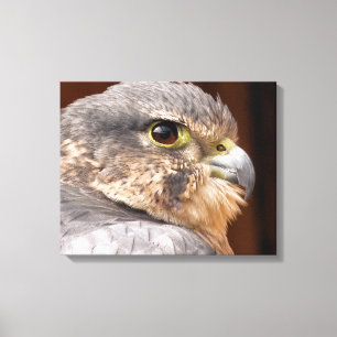 LIENZO MERLIN FALCON BIRD DE PRESA