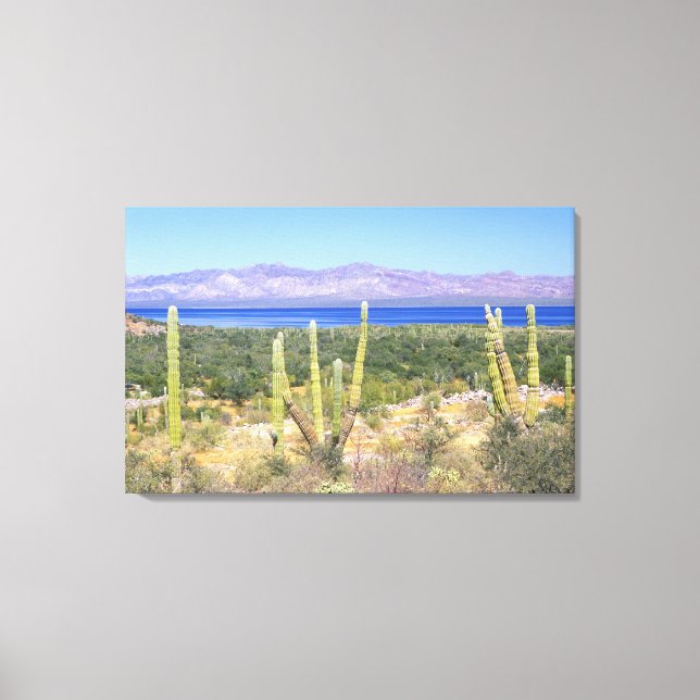 Lienzo México, Baja California Sur, Cardon Cactus en (Anverso)