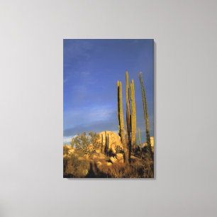 Lienzo México, Baja del Norte, Catavina Desierto Nacional
