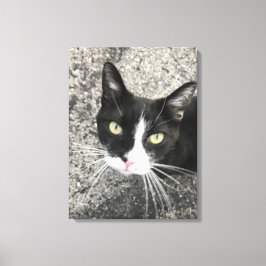 Lienzo Mi antiguo gato