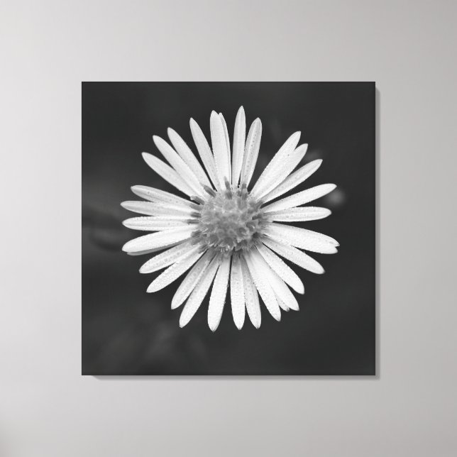 Lienzo Michaelmas Daisy Flower Canvas Print (Anverso)
