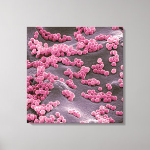 Lienzo Micrococcus Bacteria