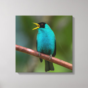 Lienzo Mielero verde en Costa Rica