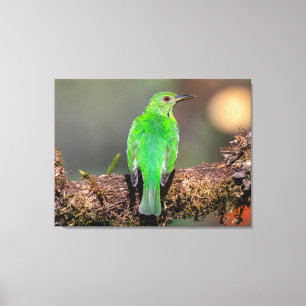 Lienzo Mielero verde en Costa Rica