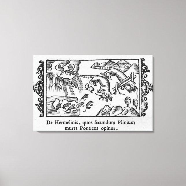 Lienzo Migración de lemmings (Anverso)