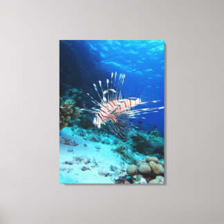 Lienzo Millas de Lionfish o Pterois, peces de arrecifes o