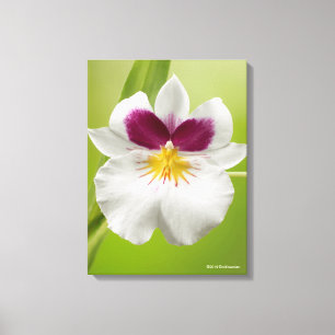 Lienzo Miltoniopsis Roezlii (Pansy Orchids)