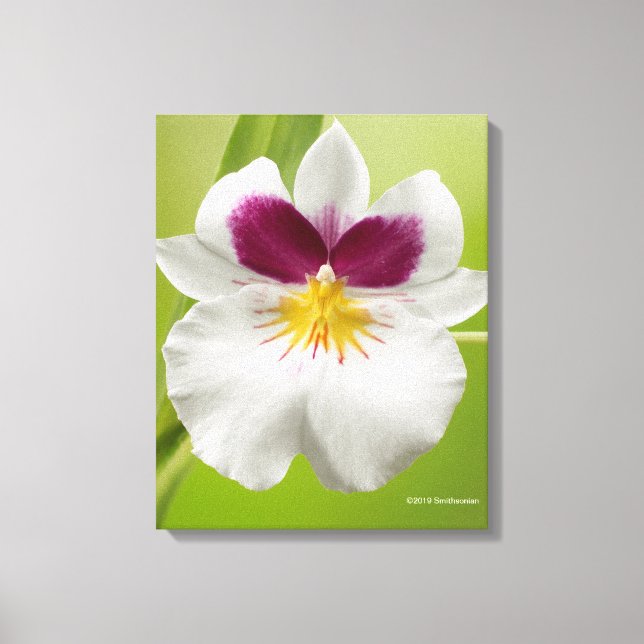 Lienzo Miltoniopsis Roezlii (Pansy Orchids) (Anverso)