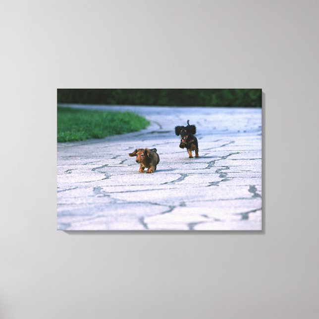 Lienzo Miniatura Dachshund 3 (Anverso)