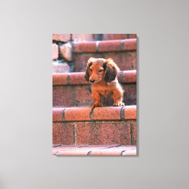 Lienzo Miniatura Dachshund 5 (Anverso)