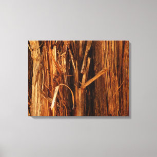 Lienzo Mira de corteza de madera texturizada de cedro