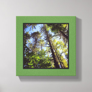 Lienzo Mirando hacia arriba a los árboles