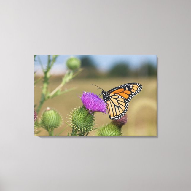 Lienzo Monarca en pradera de cardo Prairie Ridge (Anverso)