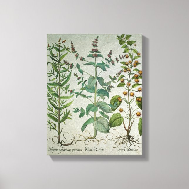 Lienzo Moneda: Mentha crispa (Anverso)