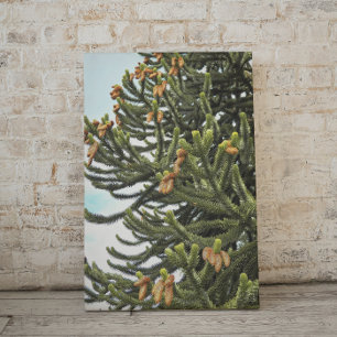 Lienzo Monkey Puzzle Tree Photographic