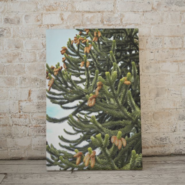 Lienzo Monkey Puzzle Tree Photographic (In Situ)
