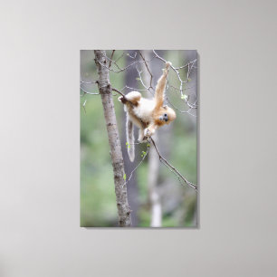 Lienzo Mono de nariz desnuda dorada en ramas de árboles