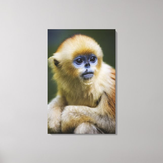 Lienzo Mono dorado (Anverso)