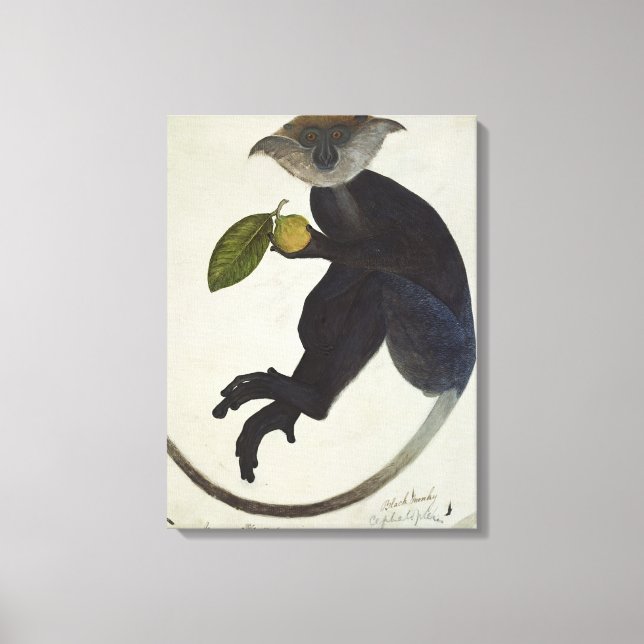 Lienzo Mono negro (Anverso)