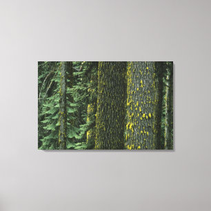 Lienzo Monte Ashland, Bosque Nacional Rogue RIver,