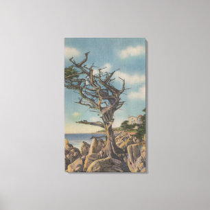 Lienzo Monterey, CA - árbol viejo de la bruja en 17
