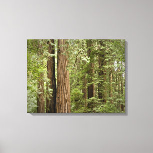 Lienzo Monumento Nacional Muir Woods, Norte