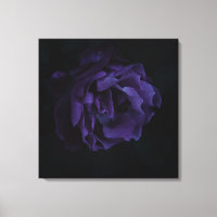 Moody Purple Rosa