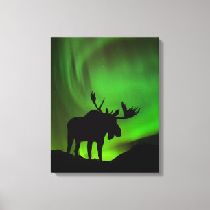 Lienzo Moose con Green Aurora Borealis, Alaska